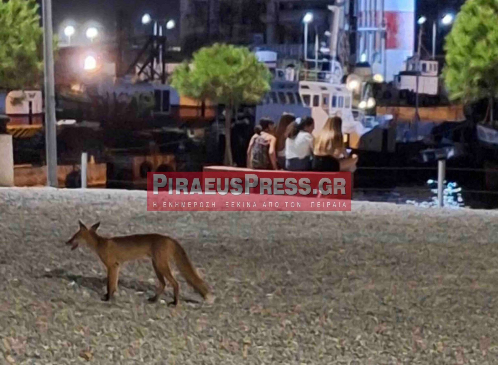 Κόκκινη αλεπού περπατά ανάμεσα σε ανθρώπους στη φωτισμένη παραλιακή ζώνη της Δραπετσώνας, χωρίς να δείχνει φόβο.