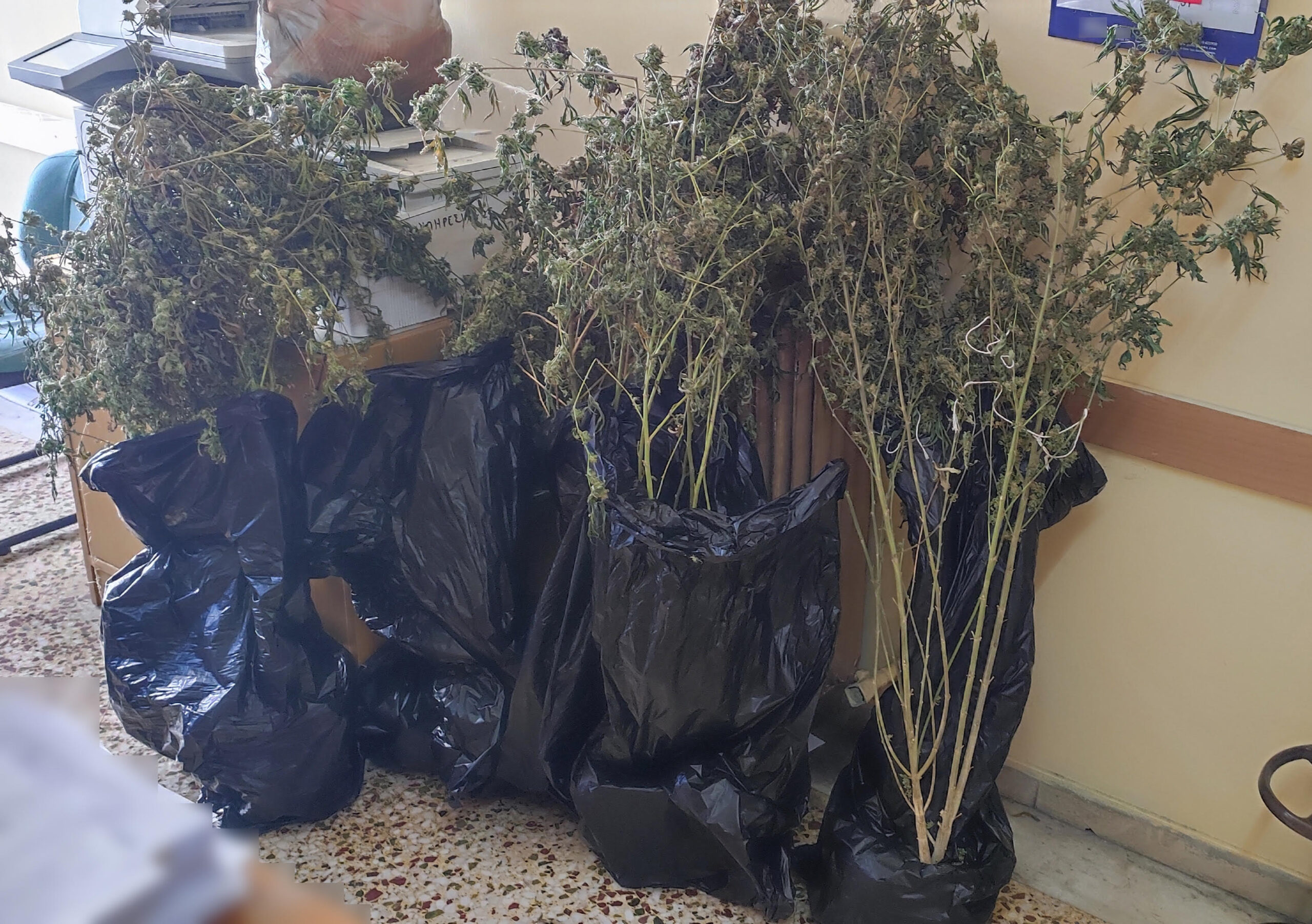 unnamed Εργαστήριο κάνναβης Πειραιά – συλλήψεις δύο ατόμων