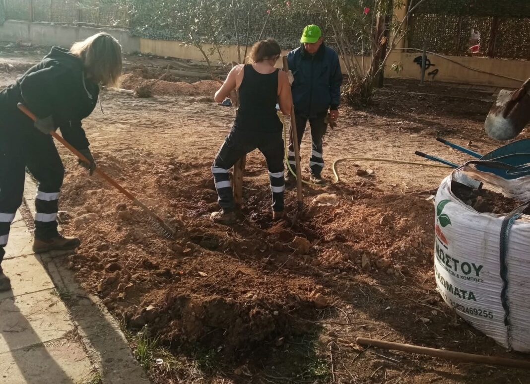 δενδροφύτευση ελιών στο Πέραμα δήμος Γιάννης Λαγουδάκος