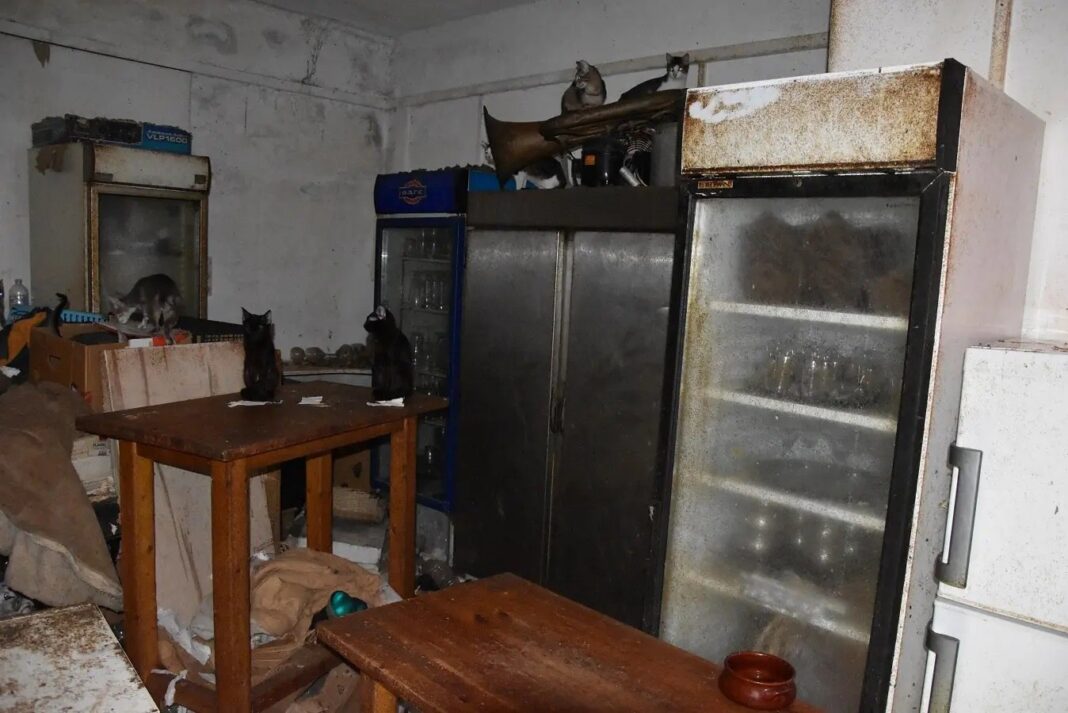 κακοποίηση γατών Νάξος