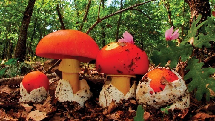 Οξεία ηπατική ανεπάρκεια μανιτάρια ΑΧΕΠΑ