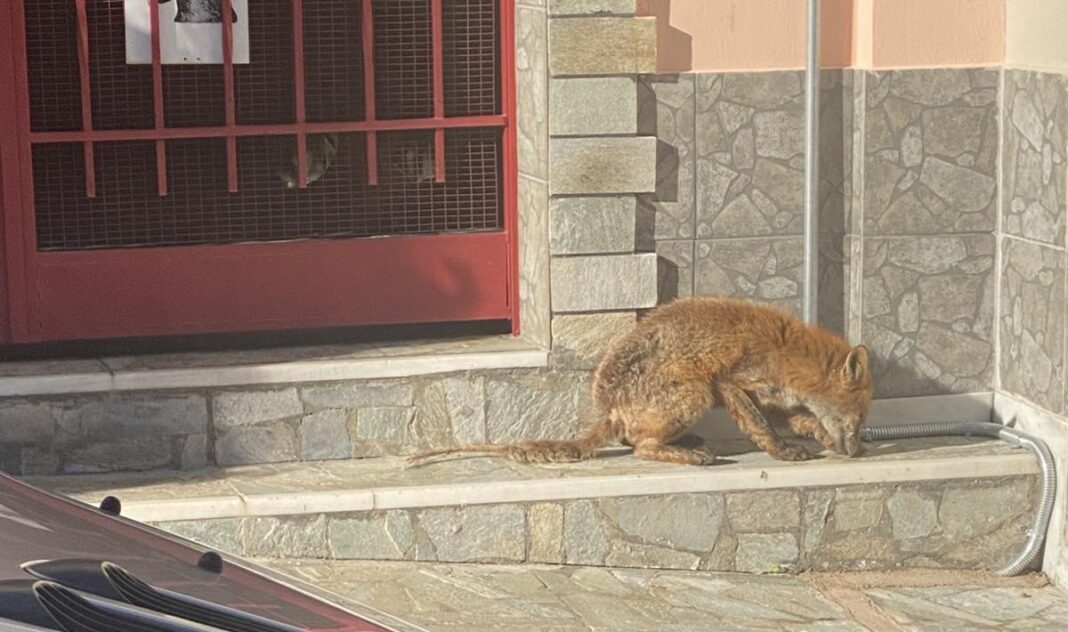 Αλεπού με συμπτώματα ψώρας στο Σχιστό Κορυδαλλού