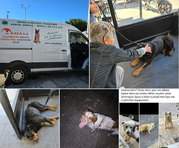 Αδέσποτα ζώα Πέραμα δράση Δήμου