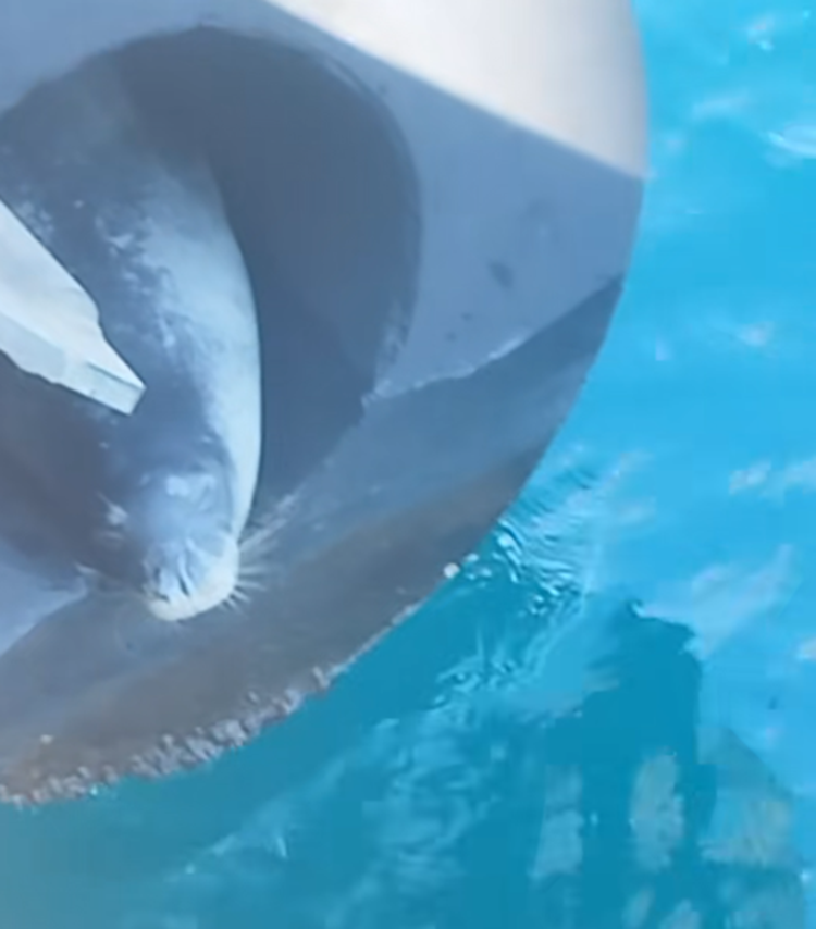 Φώκια στο Πέραμα πάνω σε φουσκωτή σημαδούρα προβλήτας