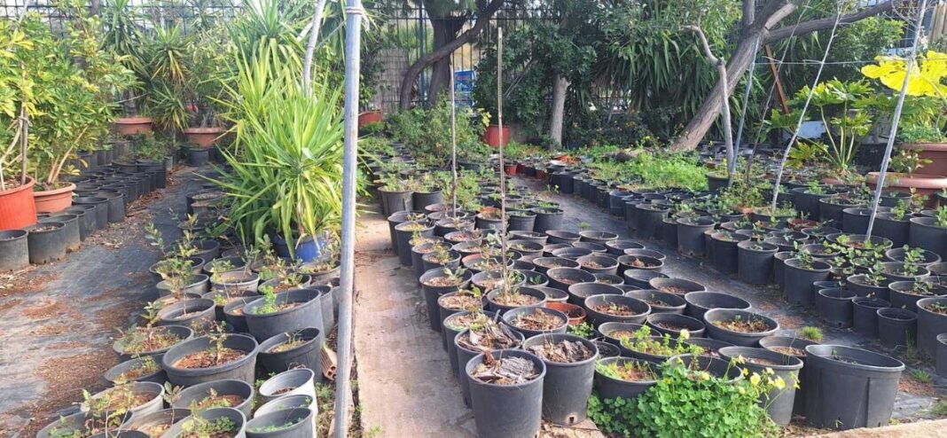 Φυτώριο Δήμου Κερατσινίου-Δραπετσώνας – καλλιέργεια φυτών για αστικό πράσινο