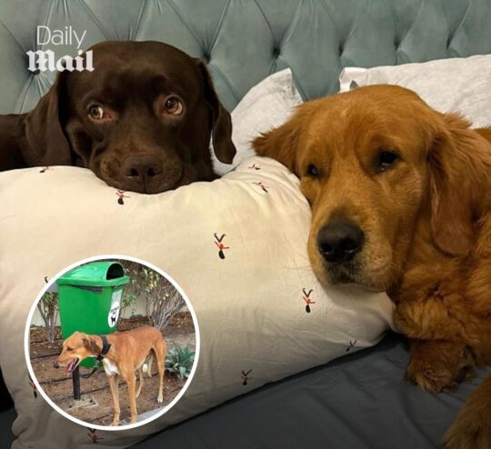 εγκαταλελειμμένα κατοικίδια στο Ντουμπάι λόγω πολέμου