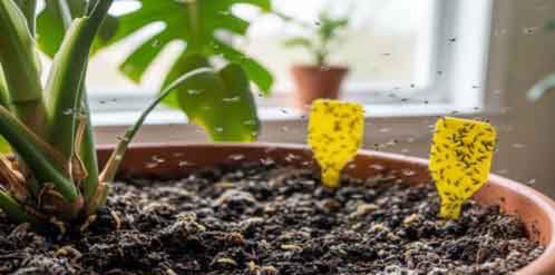 σκιαρίδες μυγάκια Κερατσίνι Δραπετσώνα