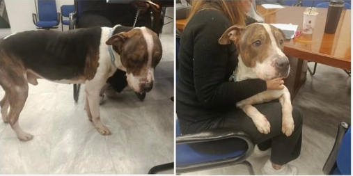 αδέσποτο σκυλί Νίκαια καταγγελίες