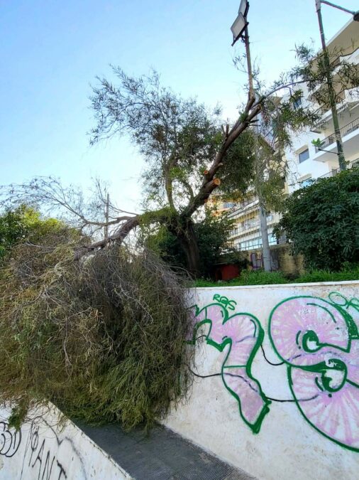 Σπασμένο δέντρο στη Φρεαττύδα κοντά σε γήπεδα