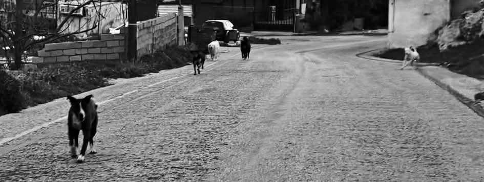 αδέσποτα σκυλιά Κορυδαλλός δρόμος