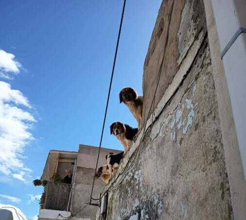 διάσωση σκύλων Νίκαια ταράτσα