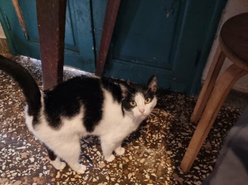 εγκαταλελειμμένες γάτες Κερατσίνι υιοθεσία