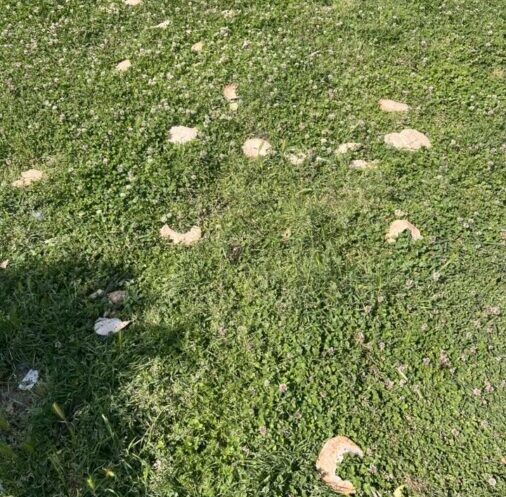 πλατεία Κορυδαλλός σκουπίδια καταγγελία